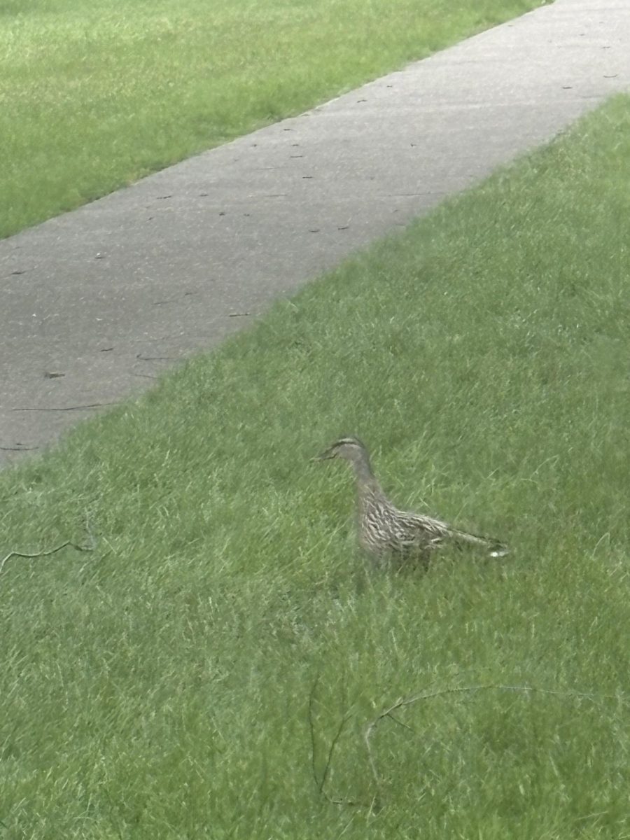 The ducks have returned to the Bremen courtyard! The annual appearance of the baby ducks marks an important time of year, as the semester winds down and the senior class prepares to say goodbye to Bremen.